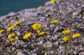 nature in spring