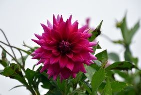 Dalia Flower