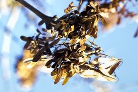 branch of deciduous tree in the sun close up