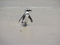 Penguin South Africa