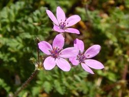 Erodium circutarium, redstem stork's bill Pink Flowers