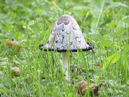 grey mushroom in the grass