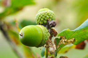 two green acorns on a branch close-up on a blurred background