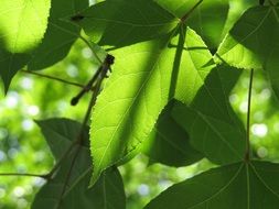green foliage in the play of light and shadow