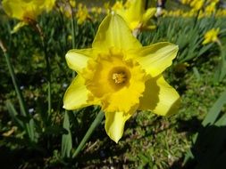 yellow daffodils in the flowerbed under the sun