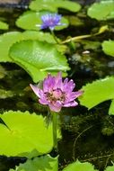 picturesque and pretty Lotus
