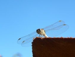 transparent flies of the dragonfly