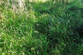 summer meadow with green grass