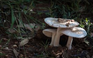 Mushroom Toadstool