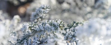 green branch in the snow close-up on blurred background