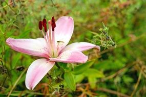 pale pink lily flower