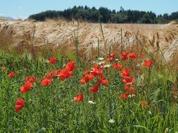 Summer Cereals field with red Poppies