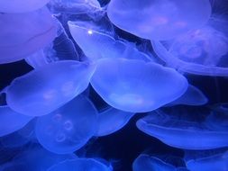 white blue Marine Jellyfish Sea