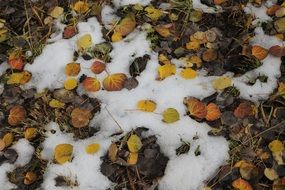 Snow Aspen Season