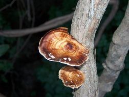 tree mushrooms on a trunk in Zambia