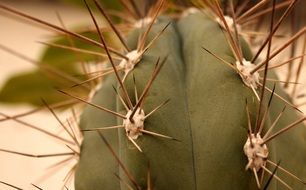 Cactus Needle