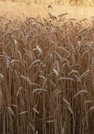 wheat corns