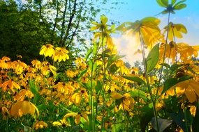 sun rays in Yellow Cone Flower field