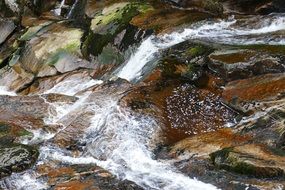 forest stream among moss and stones