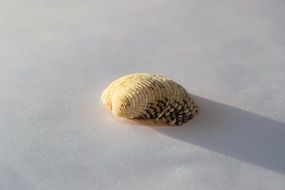 sea shell on the beach sand