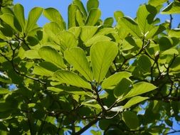 green branches in the game of light and shadow