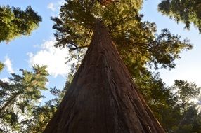 bottom view of a sequoia