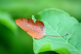 small brown leaf on a big green leaf