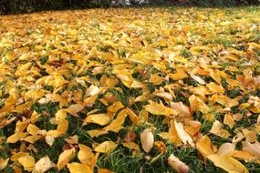 yellow autumn leaves on green grass like a carpet