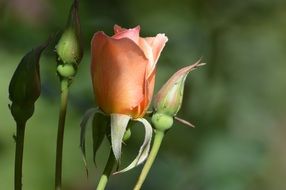 Rose Flower Petals Garden