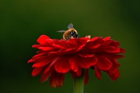 Flower Red with Hummel