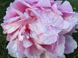 raindrops on a large light pink peony