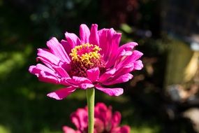burgundy flower in the garden