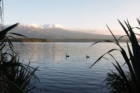 distant view of birds on the lake at the foot of the volcano