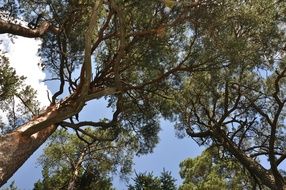 Bottom view of trees in a forest