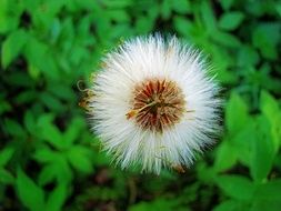 wild plant with fluffy seeds close-up