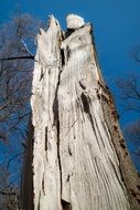 broken tree trunk in the sun close-up