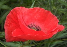 red Poppy Petals Nature Flower