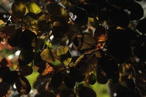 brown Leaves at back light, Autumn background