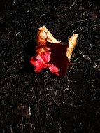 small autumnal leaf on a ground