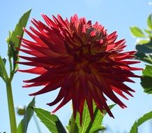 red dahlia flower in nature