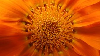 flower orange blossom macro photo