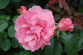 pink rose flower petals in a garden