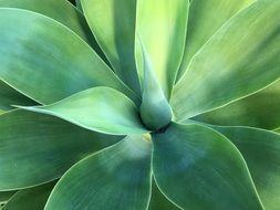 Close-up of the agave plant