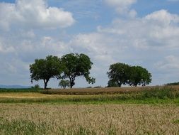 Landscape of the trees and cereal field