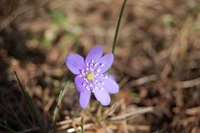 Blue Anemone Focus flower