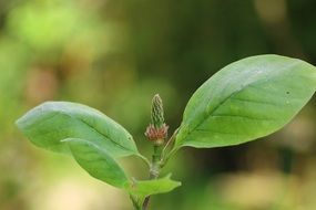 green sprout of magnolia