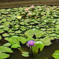 small water lily pond with blooming plants, india, karnataka, dharwad