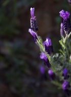 macro photo of lavender buds in spring