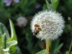 insect on a white dandelion