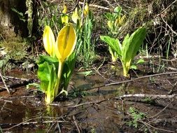Skunk Cabbage or Symplocarpus foetidus